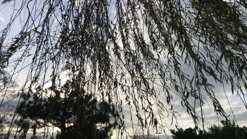 Sky and flying tree branches Stock Footage 145899582