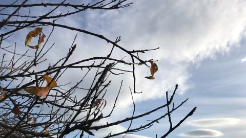 Sky and flying tree branches Video stock 145899863