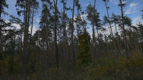 Sky and forest in autumn 스톡 동영상 81903338