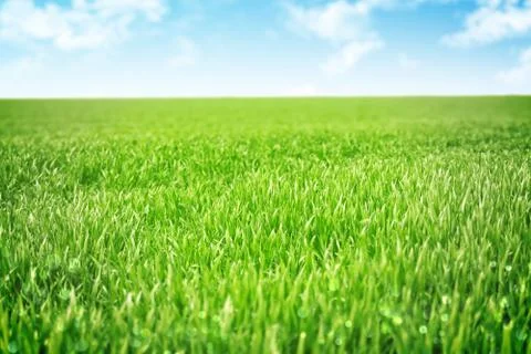 Sky and grass background Stock Photos