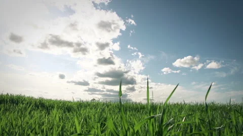 Sky and grass on the field Stock Footage 50154442