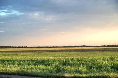 Sky and grass Stock Photos