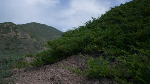 Sky and juniper Stock Footage 221091674
