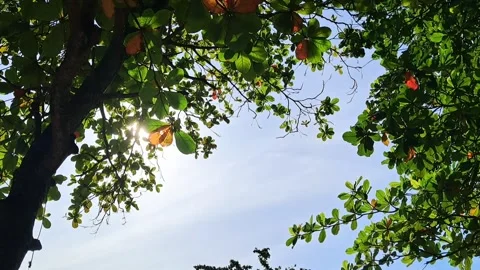 Sky and leaves Stock Footage 329906963