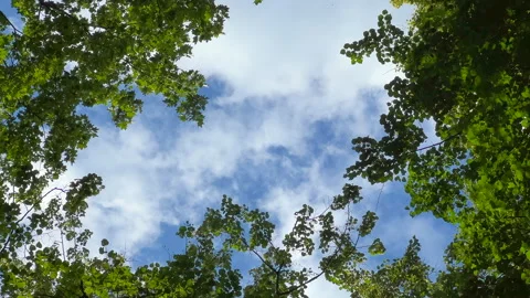 Sky and maple foliage background Stock Footage 312432720