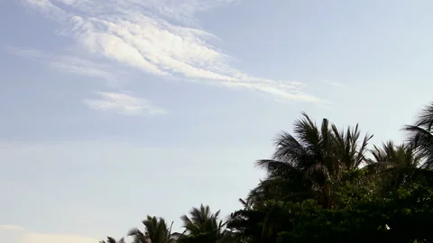 Sky and Palm Trees Video stock 327576173