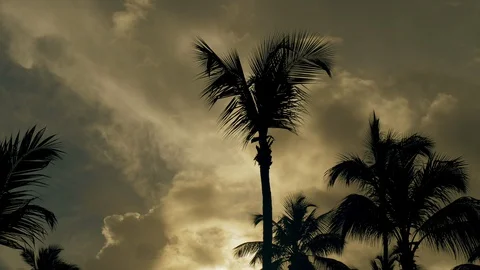 The sky and palm trees at sunset. Stock Footage 129402568