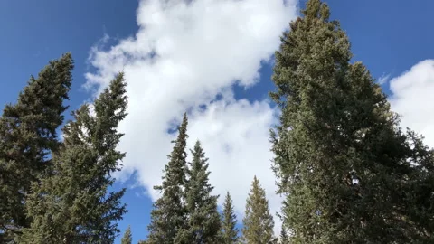 Sky and Pine trees Stock Footage 156940291