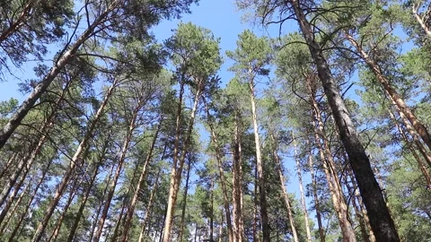 Sky and pine trees in windy day Stock Footage 165940988