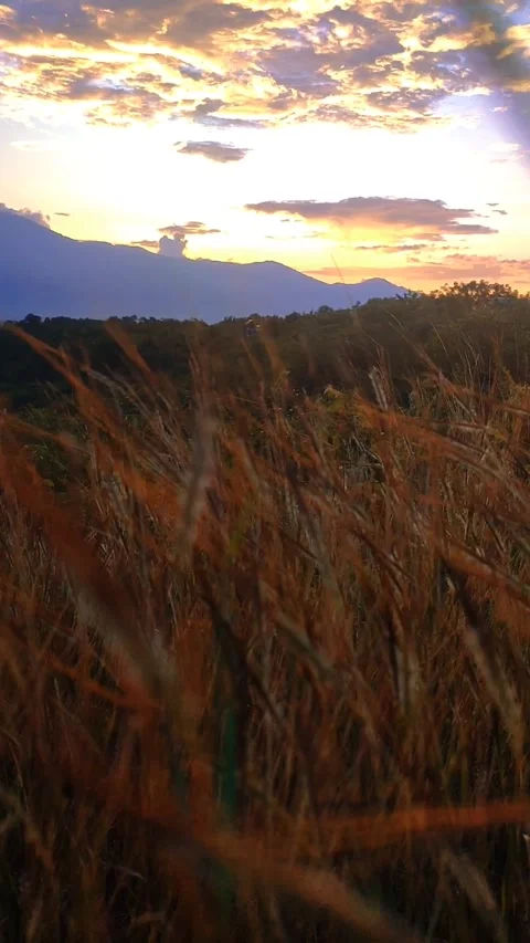 Sky and reeds 库存影片 243778492