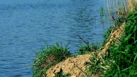 Sky and Rush Reflect in Water Lake Stock Footage 89959853