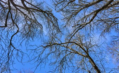 Sky and soft clouds between tree branches Stockfoto's