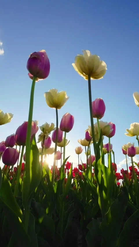 The sky and the sunset backdrop for the tulips. Vertical video Stock-Footage 254713300