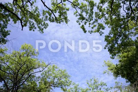 Sky and tops of the trees Stock Photos