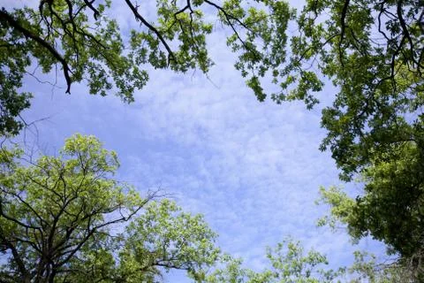 Sky and tops of the trees Stock Photos