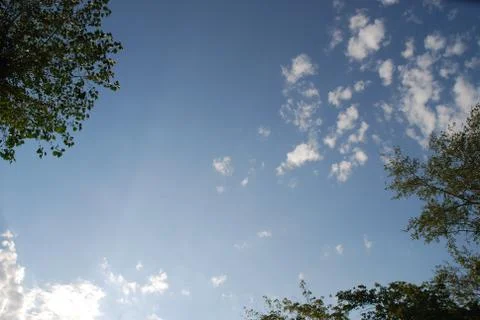 Sky and tree background Stock Photos