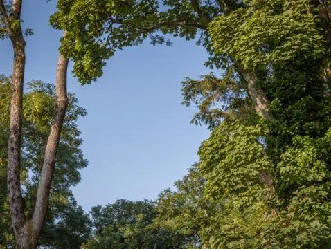 Sky and tree background Stock Photos