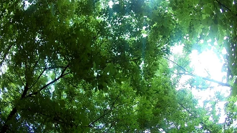 Sky and tree branches Video stock 91587417