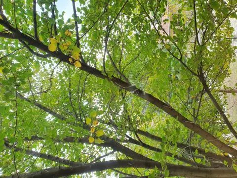 Sky and tree branches Stock Photos