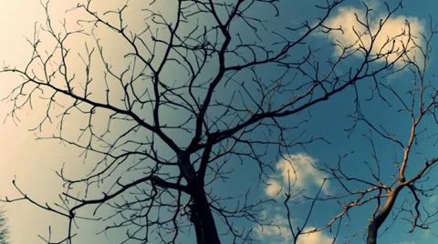 Sky and tree Stock Footage 36212522