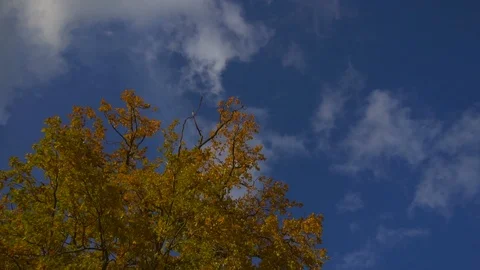 Sky and tree 스톡 동영상 121379346