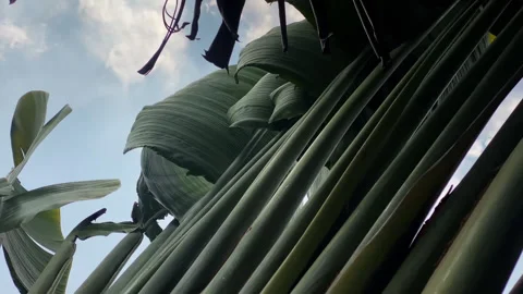 SKY AND TREE FROM LOW ANGLE 4K FOOTAGE Stock Footage 252506005