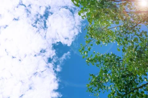 Sky and Tree Stock Photos