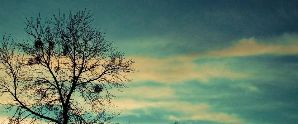 Sky and tree Stock Photos
