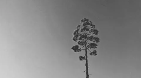 Sky and Tree Foto stock
