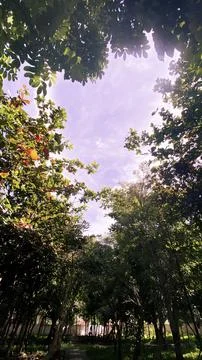 Sky and tree Foto stock