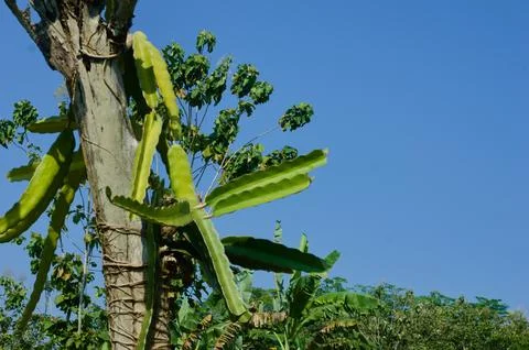 Sky and tree Stock Photos