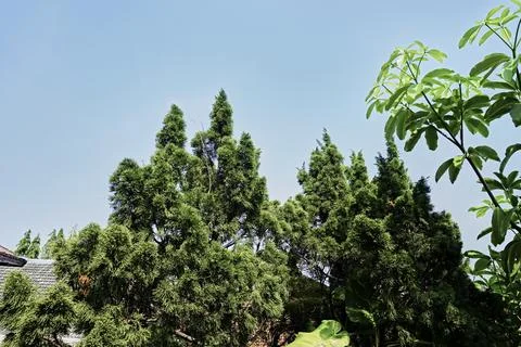 Sky and tree Stock Photos