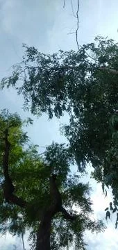 Sky and tree pic 写真素材