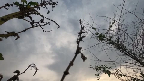 Sky and Tree Timelapse Stock Footage 243060956