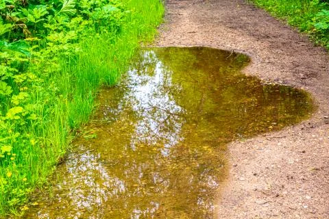 The sky and trees are reflected in the water in a puddle Stock Photos