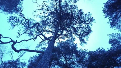 Sky and trees in the dark winter forest Stock Footage 297599172