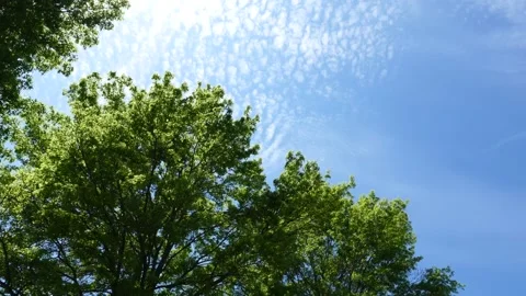 Sky and Trees Stock Footage 163543894