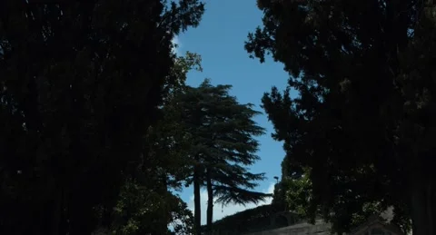 Sky and trees Video stock 196225258