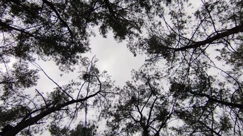 Sky and Trees Stock Footage 196343752