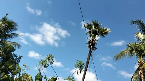 Sky and trees Stock Footage 205012606