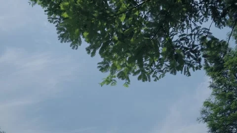 Sky and trees Stock Footage 241550927