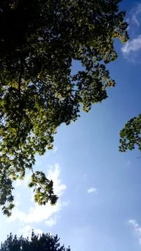 Sky and Trees 写真素材