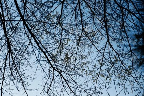 Sky and Trees 写真素材