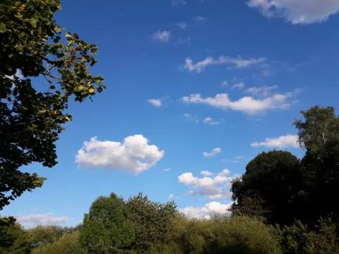 Sky and trees. Stock Photos