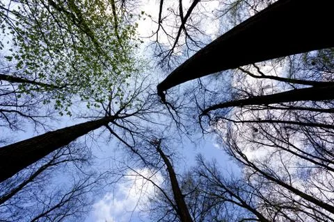 Sky and trees Stock Photos