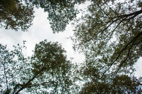 Sky and trees Stock Photos