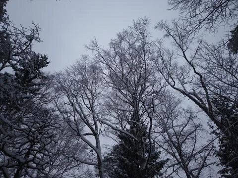 Sky and trees 库存照片