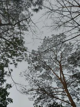 Sky and trees Stock Photos