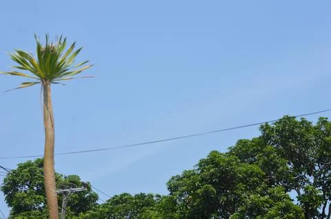 Sky and trees Foto stock