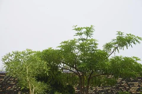 Sky and trees Stock Photos